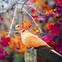 Bird Collection 37 Fine Art Print