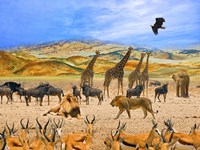 Lion African Safari 1A Framed Print