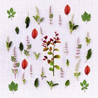 Herbs Fine Art Print