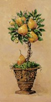 Potted Pears Fine Art Print