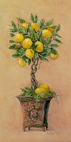 Potted Lemons Fine Art Print