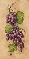Vintage Grapevine I Fine Art Print
