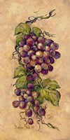 Vintage Grapevine II Fine Art Print