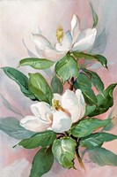 Classic Magnolia A Fine Art Print
