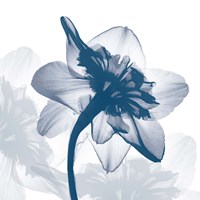 Daffodil dance Fine Art Print