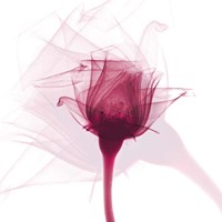 Rose Dance Fine Art Print