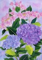 Hydrangea Wonder Fine Art Print
