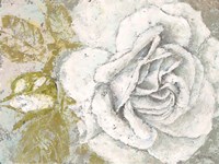 White Rose Blossom Fine Art Print