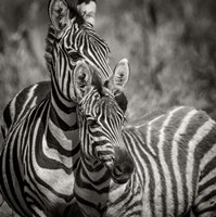 Zebra Pair Fine Art Print