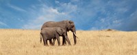 Elephant and her Calf Fine Art Print