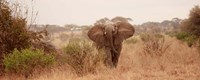 Elephant in the Savannah Fine Art Print