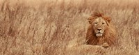 Majestic Lion Fine Art Print
