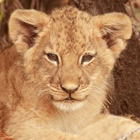 Lion Cub Fine Art Print