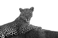 Leopard in Black and White Fine Art Print