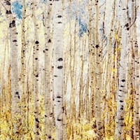 Birch Grove Fine Art Print