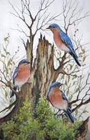 A Bluebird Morning Fine Art Print