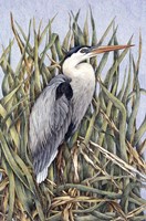 Always Alert Fine Art Print