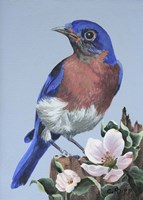 Bluebird Watch Fine Art Print