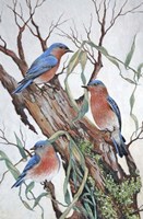 Bluebirds at Rest Fine Art Print