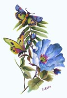 Butterfly on Blue Poppy Fine Art Print