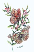 Butterfly with Starflower Fine Art Print