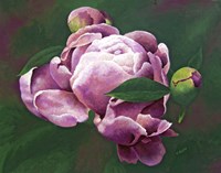 First Bloom Fine Art Print