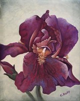 Going Solo Fine Art Print