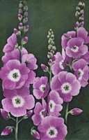 Hollyhocks in Lilac Fine Art Print