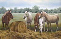 Morning Hay Fine Art Print