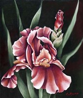 Oh So Red Fine Art Print