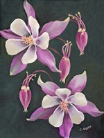Pink Columbine Fine Art Print