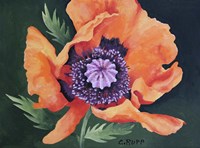 Red Poppy II Fine Art Print