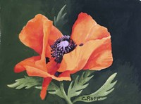 Red Poppy III Fine Art Print