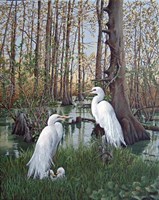 Snowy White Egret Nesting Fine Art Print