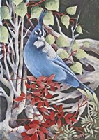 Stellar Jay Waiting for Fall Fine Art Print