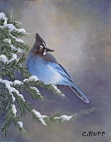 Stellar Jay Waiting for Sunrise Fine Art Print