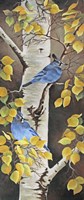 Stellar Jay with Leaves of Gold Fine Art Print