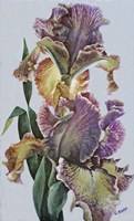 Varied Bearded Iris Fine Art Print