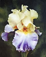 What a Beauty Fine Art Print