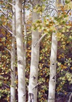 Aspen Quartet Fine Art Print