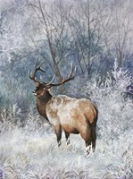 Frosty Morining Fine Art Print