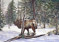 In The Shadows Fine Art Print