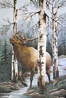 Majestic Elk Fine Art Print