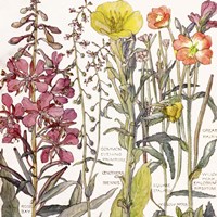 Ambrosia 2 Fine Art Print