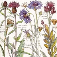 Ambrosia 3 Fine Art Print