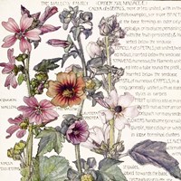 Ambrosia 4 Fine Art Print