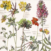 Ambrosia 5 Fine Art Print