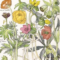 Ambrosia 6 Fine Art Print