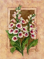 Foxglove Fresco Framed Print