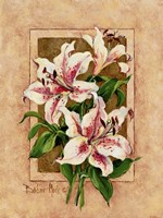 Lily Fresco Framed Print